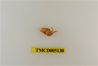 藏品(鋸額豆瓷蟹)的圖片